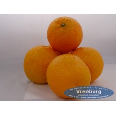 Perssinaasappel per stuk